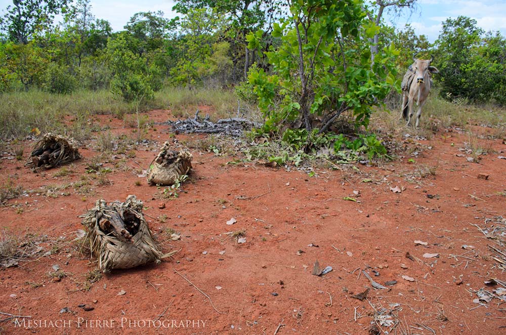 Human-jaguar conflict research team at Karasabai village