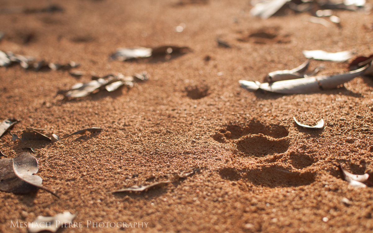 A jaguar print on a logging road